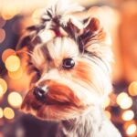 Wonderful Christmas Portrait of Cute Yorkshire Terrier