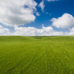 Unbelievably Clean Photo of Wheat Field with Clouds