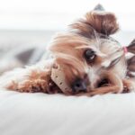 Yorkshire Terrier Eating Treats in Bed