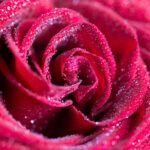 Red Rose with Drops Close Up