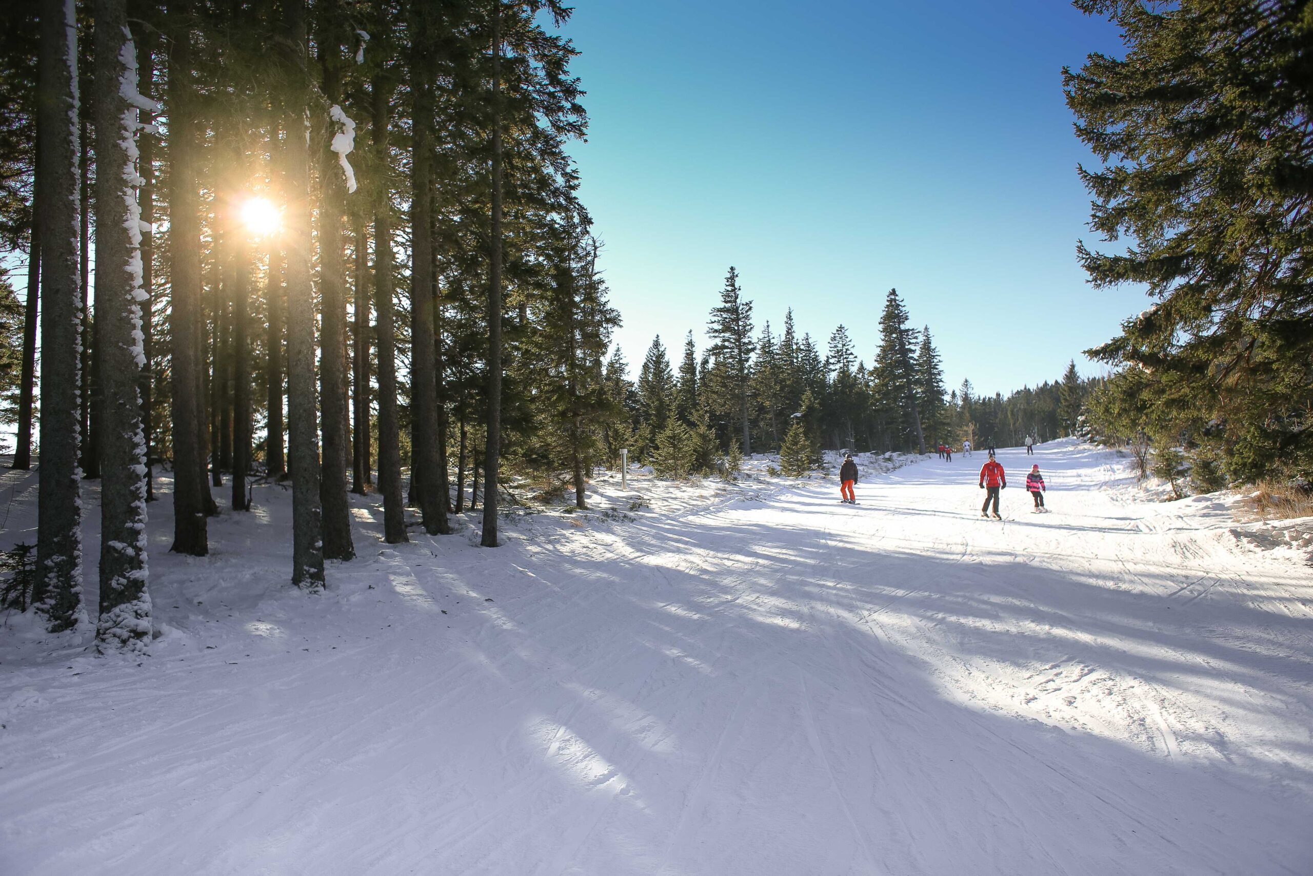 Photo of Amazing Sun Through Snowy Forest