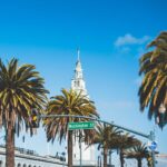 Washington Street Palms in San Francisco