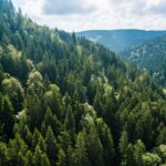 Pure Nature: Above Green Forest on the Hill