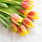 Bouquet of Kees Nelis Tulips on Synthetic Pelt