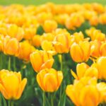 Meadow of Blooming Yellow Tulips