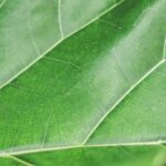 Green Leaf Structure Background Close Up