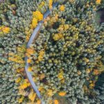Lonely Road in Woods Aerial From Above